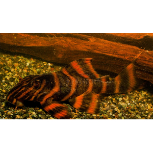 L397 ПАНАК КРАСНАЯ ЗЕБРА 4-5 см - Panaqolus sp.