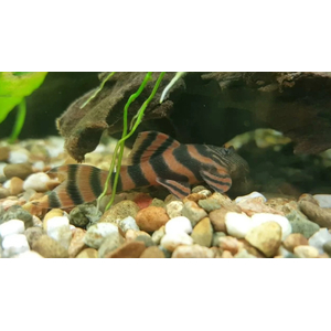 L397 ПАНАК КРАСНАЯ ЗЕБРА 4-5 см - Panaqolus sp.