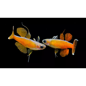 Pseudomugil paskai Red Neon — вид пресноводных рыбок, также известный как псевдомугил паскай (синеглазка «Красный неон»). Впервые в продаже появился в 2011 году.