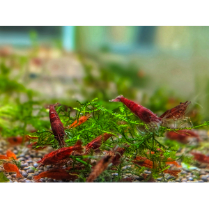 КРЕВЕТКА КРОВАВАЯ МЭРИ - Neocaridina Bloody Mary