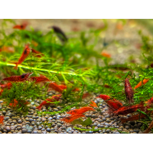 КРЕВЕТКА КРОВАВАЯ МЭРИ - Neocaridina Bloody Mary