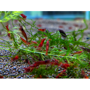 КРЕВЕТКА КРОВАВАЯ МЭРИ - Neocaridina Bloody Mary