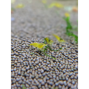 КРЕВЕТКА ЗЕЛЕНАЯ НЕОКАРИДИНА - Neocaridina heteropoda