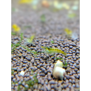 КРЕВЕТКА ЗЕЛЕНАЯ НЕОКАРИДИНА - Neocaridina heteropoda