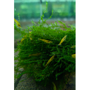 КРЕВЕТКА ЗЕЛЕНАЯ НЕОКАРИДИНА - Neocaridina heteropoda