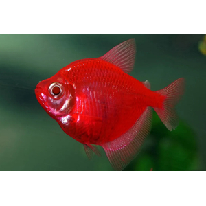 ТЕРНЕЦИЯ ГЛО РУБИН