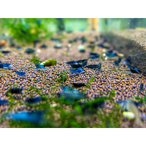 КРЕВЕТКА СИНЯЯ БЛЮ ДРИМ  голубая мечта Blue Dream - Neocaridina heteropoda