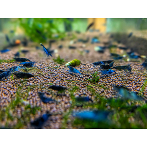 КРЕВЕТКА СИНЯЯ БЛЮ ДРИМ  голубая мечта Blue Dream - Neocaridina heteropoda