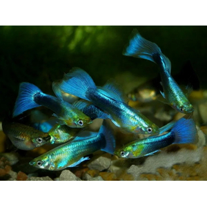 ГУППИ ГОЛУБОЙ МЕТАЛИК (самец)