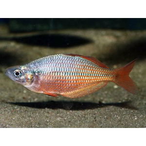 Melanotaenia splendida — вид аквариумных рыбок, также известный как радужница австралийская сплендида.