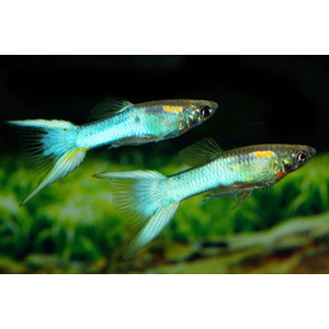 ГУППИ ЭНДЛЕРА ЯПОНСКИЕ СИНИЕ (самец/самка)