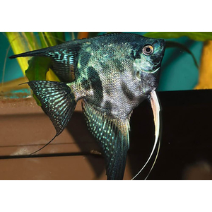 Скалярия Пиной (Pterophyllum scalare “Pinoy”) — одна из самых красивых селекционных форм скалярий. Отличается нежным серебристо-мраморным телом с тёмными вкраплениями и прозрачными плавниками с аккуратными штрихами. Смотрится элегантно и утончённо, особенно в аквариуме с мягким светом.