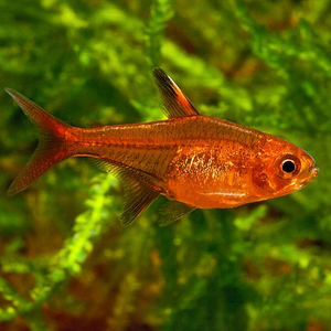 Тетра Аманды (Hyphessobrycon amandae) — пресноводная тропическая рыбка из семейства Харациновые. В продаже встречается под именами карликовая красная тетра или тетра-уголёк.