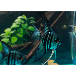 Скалярия Пиной (Pterophyllum scalare “Pinoy”) — одна из самых красивых селекционных форм скалярий. Отличается нежным серебристо-мраморным телом с тёмными вкраплениями и прозрачными плавниками с аккуратными штрихами. Смотрится элегантно и утончённо, особенно в аквариуме с мягким светом.