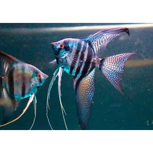 Скалярия Пиной (Pterophyllum scalare “Pinoy”) — одна из самых красивых селекционных форм скалярий. Отличается нежным серебристо-мраморным телом с тёмными вкраплениями и прозрачными плавниками с аккуратными штрихами. Смотрится элегантно и утончённо, особенно в аквариуме с мягким светом.