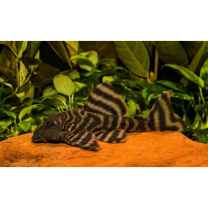 L002 ПАНАК ТИГРОВЫЙ - Panaqolus sp.