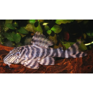 L002 (тигровая пеколтия, L074) — вид аквариумных сомов из семейства кольчужных сомов.