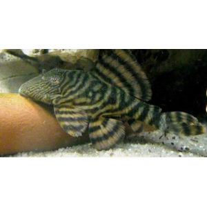 L002 ПАНАК ТИГРОВЫЙ - Panaqolus sp.