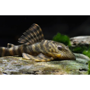 L002 ПАНАК ТИГРОВЫЙ - Panaqolus sp.