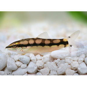 Botia sidthimunki — научное название карликовой боции (также известна как боция-колибри, сетчатая, карликовая или шахматная). Это одна из самых маленьких представителей семейства Вьюновых.