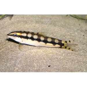 Botia sidthimunki — научное название карликовой боции (также известна как боция-колибри, сетчатая, карликовая или шахматная). Это одна из самых маленьких представителей семейства Вьюновых.