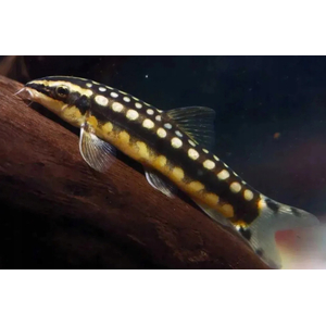 Botia sidthimunki — научное название карликовой боции (также известна как боция-колибри, сетчатая, карликовая или шахматная). Это одна из самых маленьких представителей семейства Вьюновых.Botia sidthimunki — научное название карликовой боции (также известна как боция-колибри, сетчатая, карликовая или шахматная). Это одна из самых маленьких представителей семейства Вьюновых.