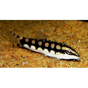 Botia sidthimunki — научное название карликовой боции (также известна как боция-колибри, сетчатая, карликовая или шахматная). Это одна из самых маленьких представителей семейства Вьюновых.