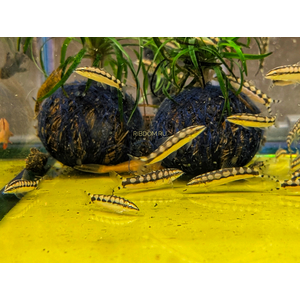 Botia sidthimunki — научное название карликовой боции (также известна как боция-колибри, сетчатая, карликовая или шахматная). Это одна из самых маленьких представителей семейства Вьюновых.