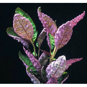 ХЕМИГРАФИС ЦВЕТНОЙ КОЛОРАТА - Hemigraphis colorata