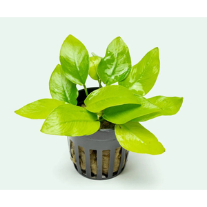 АНУБИАС НАНА ЗОЛОТОЙ - Anubias sp. golden