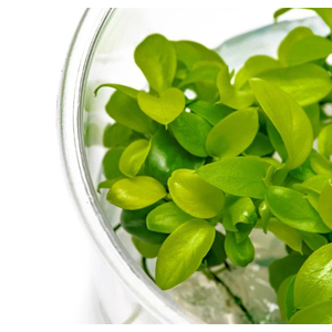 АНУБИАС НАНА ЗОЛОТОЙ - Anubias sp. golden