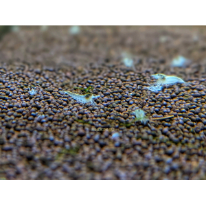 КРЕВЕТКА СНЕЖИНКА - Neocaridina