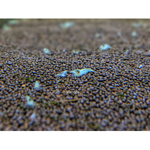 КРЕВЕТКА СНЕЖИНКА - NeocaridinaКРЕВЕТКА СНЕЖИНКА - Neocaridina