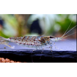 КРЕВЕТКА АМАНО АВСТРАЛИЙСКАЯ 2-2,5см - Australian Amano Shrimp - Caridina typus