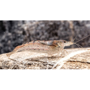 КРЕВЕТКА АМАНО АВСТРАЛИЙСКАЯ 2-2,5см - Australian Amano Shrimp - Caridina typus