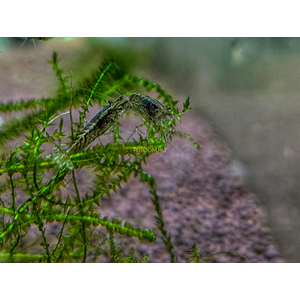 КРЕВЕТКА АМАНО АВСТРАЛИЙСКАЯ 2-2,5см - Australian Amano Shrimp - Caridina typus