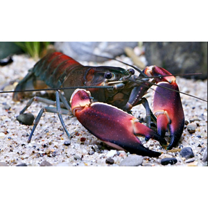 Cherax pulcher (фиолетовый рак-громовержец) — чрезвычайно редкий вид пресноводных раков. Название происходит от латинского «pulcher», что означает «красивый».