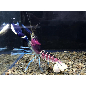 Cherax pulcher (фиолетовый рак-громовержец) — чрезвычайно редкий вид пресноводных раков. Название происходит от латинского «pulcher», что означает «красивый».