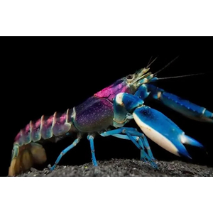 Cherax pulcher (фиолетовый рак-громовержец) — чрезвычайно редкий вид пресноводных раков. Название происходит от латинского «pulcher», что означает «красивый».