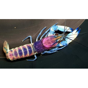 Cherax pulcher (фиолетовый рак-громовержец) — чрезвычайно редкий вид пресноводных раков. Название происходит от латинского «pulcher», что означает «красивый».