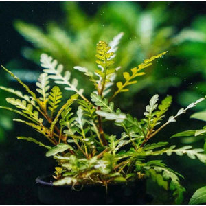 Гигрофила пиннатифида (Hygrophila pinnatifida) — аквариумное растение из семейства Акантовые. Способность произрастать не только в грунте, но и в прикреплённом состоянии на камнях и корягах. Новые побеги, возникающие на родительском растении, могут плестись по грунту, при этом каждое междоузлие может стать точкой роста, из которой вертикально вверх поднимается стебель с листьями.