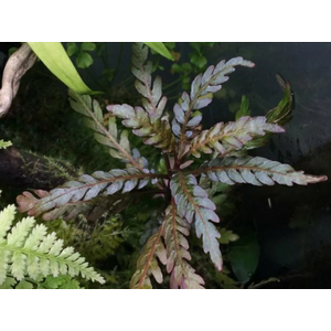 Гигрофила пиннатифида (Hygrophila pinnatifida) — аквариумное растение из семейства Акантовые. Способность произрастать не только в грунте, но и в прикреплённом состоянии на камнях и корягах. Новые побеги, возникающие на родительском растении, могут плестись по грунту, при этом каждое междоузлие может стать точкой роста, из которой вертикально вверх поднимается стебель с листьями.