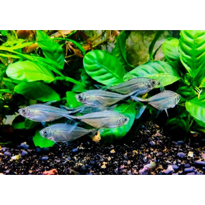 Тетра коста (Moenkhausia costae) — пресноводная лучепёрая рыбка из семейства Харациновые.