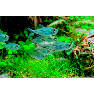 Тетра коста (Moenkhausia costae) — пресноводная лучепёрая рыбка из семейства Харациновые.