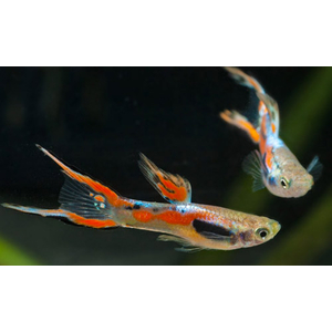 ГУППИ ЭНДЛЕРА КРАСНЫЙ НЕОН (самец/самка)