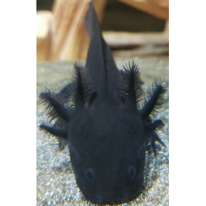 Чёрный бархатный аксолотль (melanistic axolotl) — меланистическая морфа аксолотля, возникающая в результате избытка тёмного пигмента меланина. Это не дикая форма, а результат селекции в неволе, направленной на создание максимально насыщенного чёрного окраса.