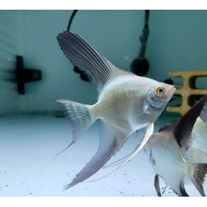 Pterophyllum scalare Bulgarian Seal Point — селекционная форма обычной скалярии, выведенная в Болгарии в качестве декоративной рыбки.