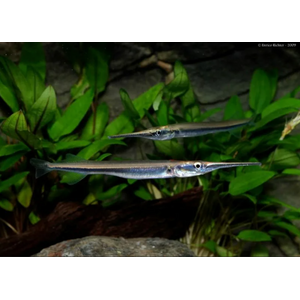 САРГАН РЫБА ИГЛА Пресноводный 10-15см / Xenentodon cancila