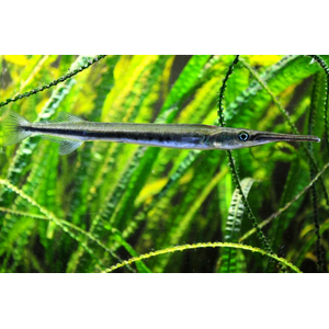 САРГАН РЫБА ИГЛА Пресноводный 10-15см / Xenentodon cancila