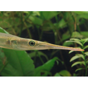 САРГАН РЫБА ИГЛА Пресноводный 10-15см / Xenentodon cancila